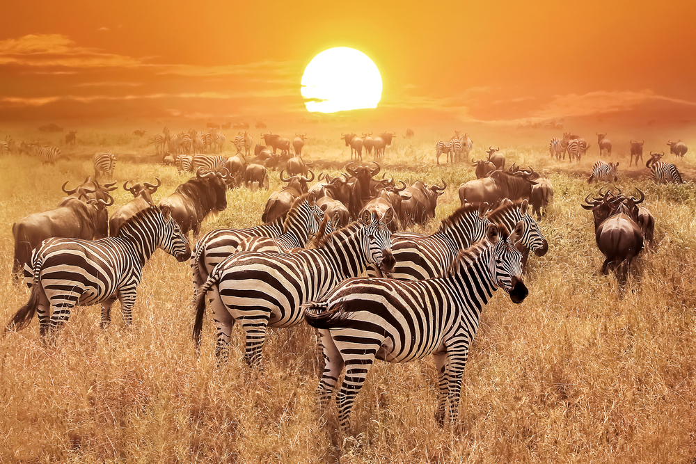 What are your Africa travel hacks? Zebra