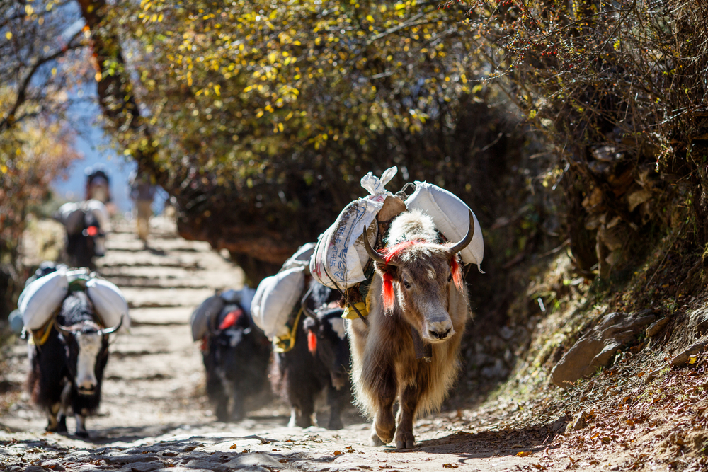 Black travel nepal