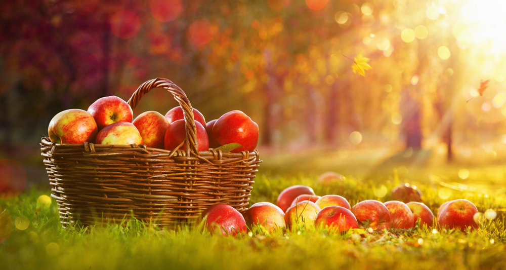 Fall Bucket List for Seniors - Apple Harvesting